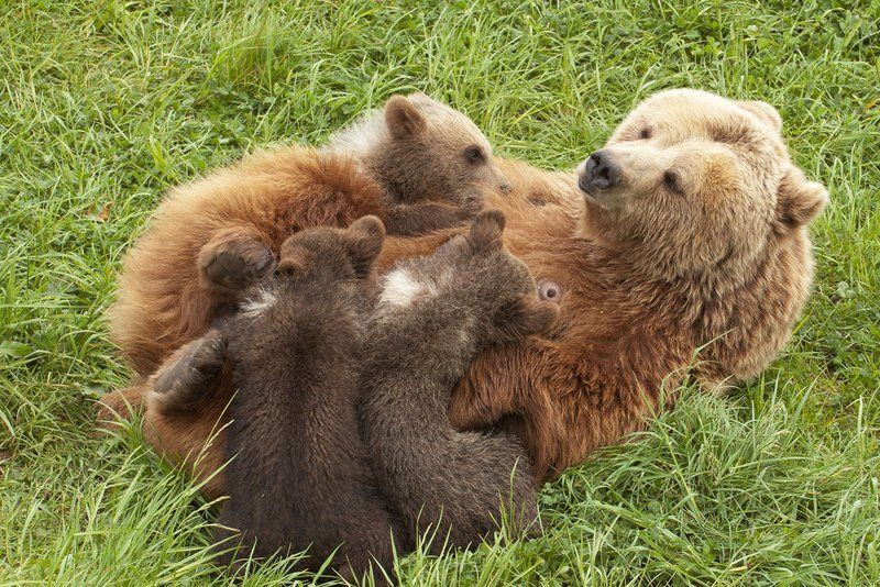 Sensation: Braunbären-Familie in Deutschland gesichtet!