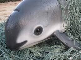 Name this porpoise genus