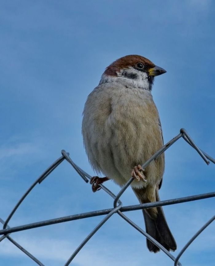 Aprovat el parc ornitològic del Pertegàs